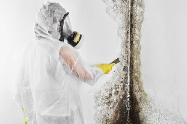 Best Mold Damage Repair  in Murrells Inlet, SC