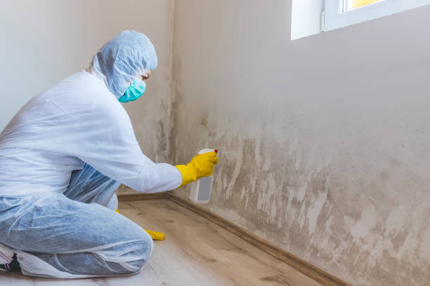 Mold Removal Process in Murrells Inlet, SC