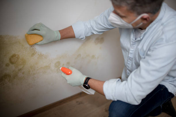 Best Mold Damage Repair  in Murrells Inlet, SC