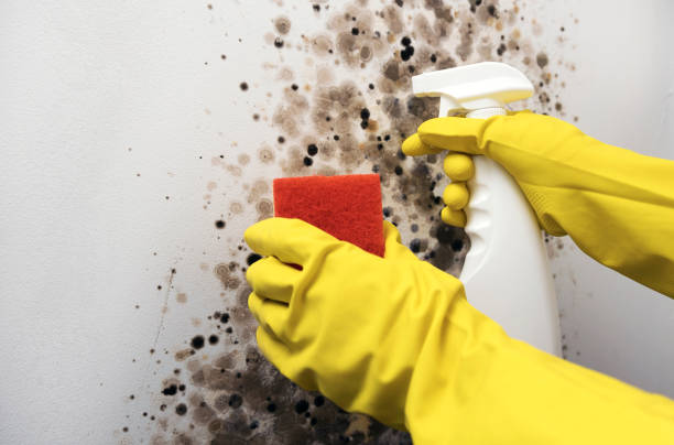 Office Mold Removal Services in Murrells Inlet, SC
