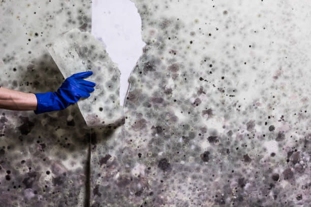 Best Black Mold Removal  in Murrells Inlet, SC